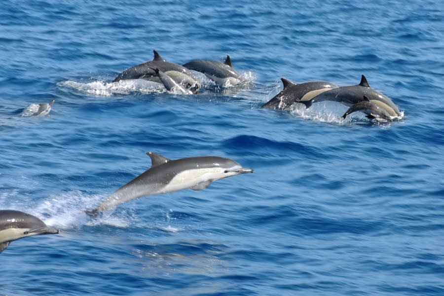 Dolphin spotting at Lalaji Bay Beach