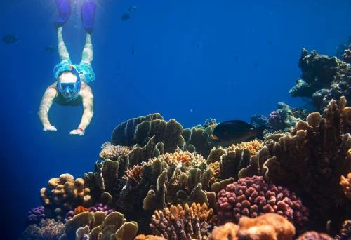 Snorkling at elephant beach