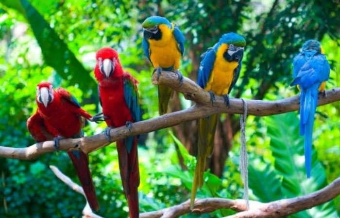 parrot islands