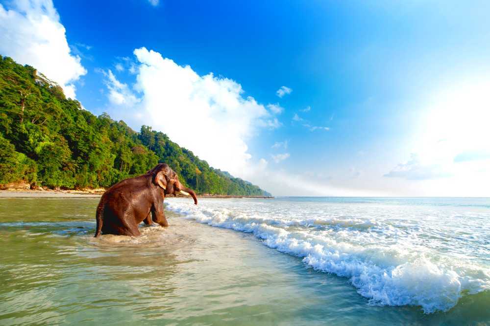 elephant beach