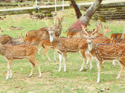 Mini Zoo in Port Blair