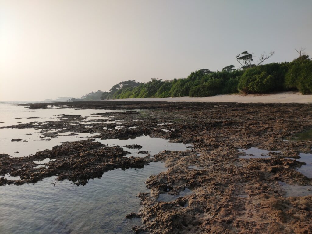 Coastal view of Neil Island showing rocky tide pools and lush greenery during low tide