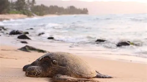 turtle nesting image at kalipur beach