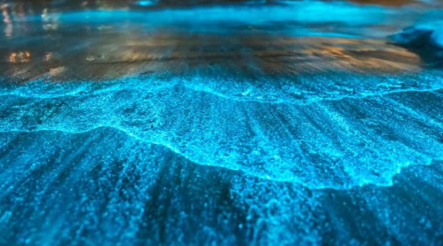 Bioluminescent waves glowing blue at night on an Andaman beach.
