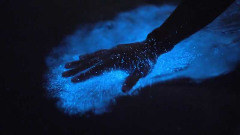 Bioluminescent beach in Andaman glowing blue under touch, showcasing natural marine light phenomenon at Havelock.